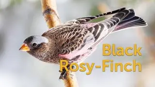 Black Rosy-Finch: Summit Songbird