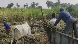 Bullock Bullockcart Racing Video