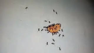 A group of ants carrying food