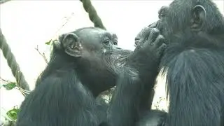人工保育で高齢の母コイコ　京都市動物園　チンパンジー　202101