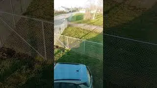 #pig#death