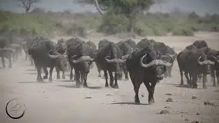 March of the Buffalo | Slow Motion Majesty in Chobe National Park