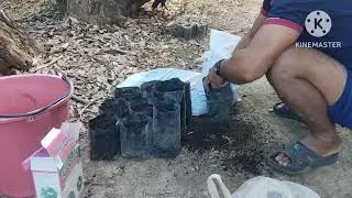 Growing avocado seeds