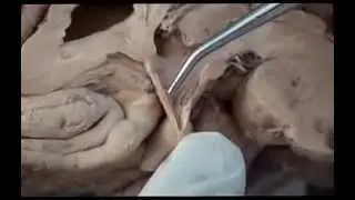 Human Brain Circumventricular Organs Part 2 - Sanjoy Sanyal