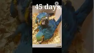 Macaw parrot baby to adult formation#viral #parrot #trending #Macaw #ytshorts