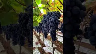 Grape Farming Techniques #satisfying #shortsvideo