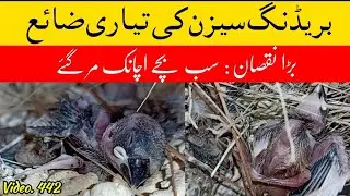 Big Loss in Breeding Season: Java Chicks / Love Birds / Australian parrots |Arham|., Video. 442
