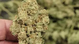Acapulco Gold, high energy cultivar. Buds are beautiful (full of crystal's) and smells even better!