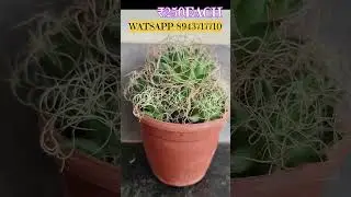 #cactus#youtube #garden #gardening #plants #sale #plants