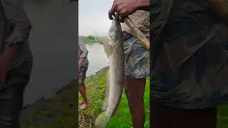 Asian Country Fishing #shorts | Amazing Rural Fishing Video 🇮🇳 Best Asian Fishing Technique #shorts