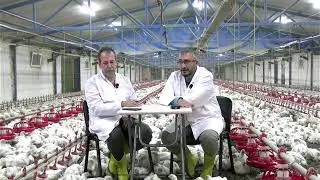 bactesil kümes sohetleri 5. bölüm