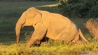 A Wild Elephant Struggling to Walk Through Deep Mud | Heartbreaking Scene