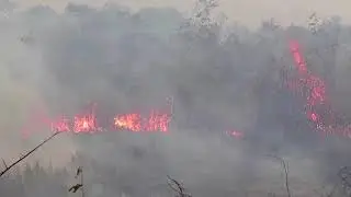 Bolsonaro touts Brazil's environment