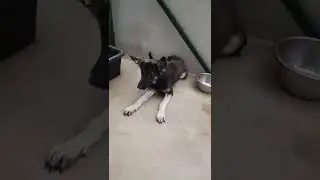 Paypal : Elizbarashvilidog@yahoo.com
