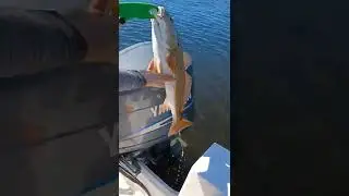 Measuring Redfish 💪 💯 Legal Slot Fish Catch and Release 🎣 Fishing Tampa Bay Florida