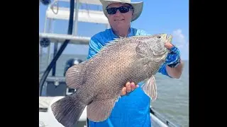 How to Catch Tripletail and Huge Black Drum! Yankeetown
