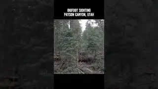 BIGFOOT Sighting!! Payson Canyon, Utah #shorts #bigfoot