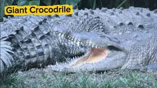 Тихий хищник воды