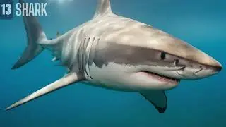 Top 20 Deadliest Animals &ndash; From Least to Most Deadly! #DeadliestAnimals