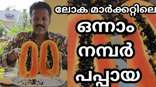 കേരളത്തിൽ ആദ്യത്തെ ഇൻഡോനേഷ്യൻ ഹോളണ്ട് പപ്പായ #pappaya#harvesting#fruits#plants#exotic plants