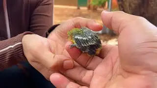 Poor baby bird fall from the tree after a storm | rescue and caring by a family | Inside Nature