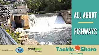 All About Fishways (IN 5 MINUTES)