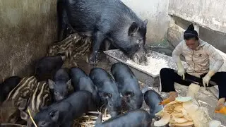 Pig Farming: How to Raise Sows for Better Reproduction