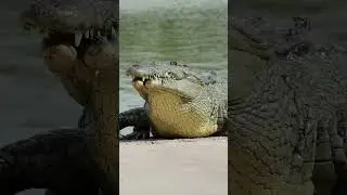 Huge American Crocodile emerges from the depths and walks in our world! How Half Jaw's journey began