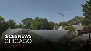 Chicago urban farm sees extended benefit from role in DNC
