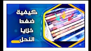 كيفية ضغط خلايا النحل والفوائد الكثيرة، تعرف عليها