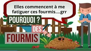 Pourquoi j'ai des fourmis &agrave; la maison ? Qu'est-ce qui attire les fourmis et d'o&ugrave; viennent-elles ?