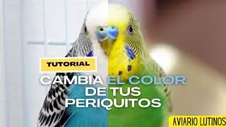 [TUTORIAL] Cambia EL COLOR de tus periquitos