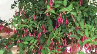 Magellanica Riccartonni Fuchsia