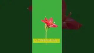 green screen flower#shorts