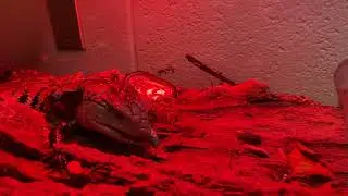blue tongue skink eating hornworm