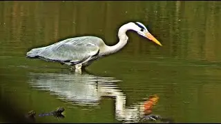 Insel Gr&uuml;n 4