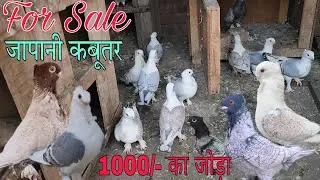 Sentinet kabootar breeding Pair for sale in Amroha. Anees bhai 7983091823