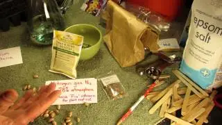 What Does It Mean to Inoculate Garden Beans & Peas: Do I Need That? - The Rusted Garden 2014
