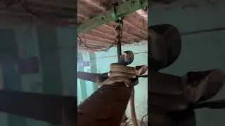 Unique Snake on the Fan #snake