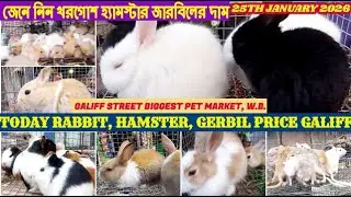 Galiff Street Pet Market,Kolkata|Rabbit, Hamster at Cheap Price|গালিফ স্ট্রিট খরগোশ মার্কেট|25/01/26