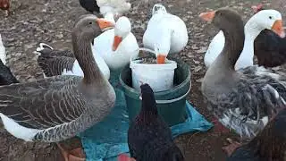 Kazlar ne zaman çiftleşir ne zaman yumurtlar