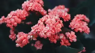 Classical music - Cool for the Place - Daena Brown - Calm Piano Music - TuneOne Music