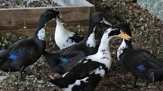 How fast do ducks grow?? FAST!