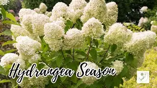 Hydrangea Season | Stunning Blooms, Colors & Garden Inspiration