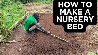 How to make a rice nursery bed.