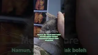 Apakah Ibu Hamil boleh memelihara kucing saat hamil - Medikacare