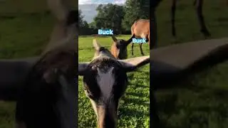 And That&rsquo;s How 2024 Went&hellip; #goatfails #goatbreeding #goatlife #dairyfarm #dairygoats #dairyfarming