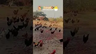 Prakash Sonali murgi farm🐓#chiken #india #sonali #sonalibird #foryou #india #shortvideo #prakashfarm