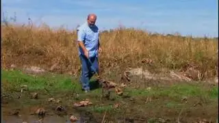 Insect - Beetle: Giant Water Scavenger Beetle