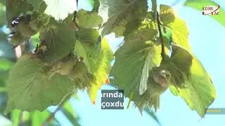 Xaçmazlı təsərrüfatçılar fındıq bağlarından daha çox gəlir əldə edəcəklər